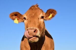 Śruta sojowa – kluczowy składnik diety zwierząt hodowlanych